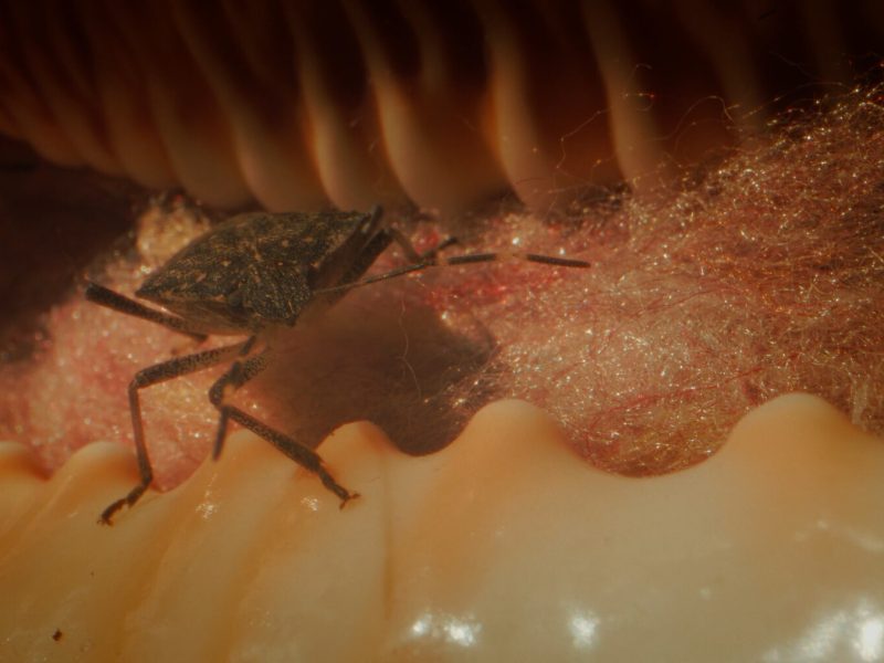 DHF2025-eksperimentalni-Alisa_u_zemlji_Maja-Lezaic