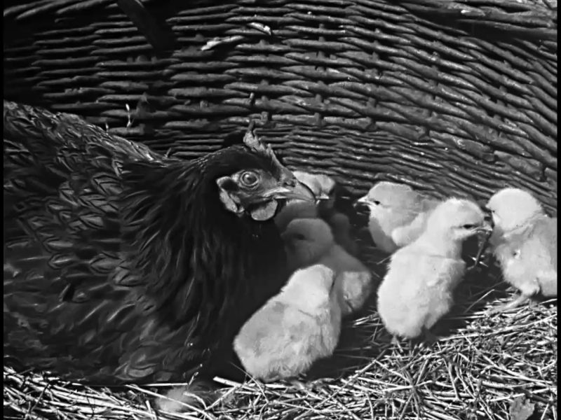 DHF2025-popratni-hrkinoteka-Balada_o_pijetlu