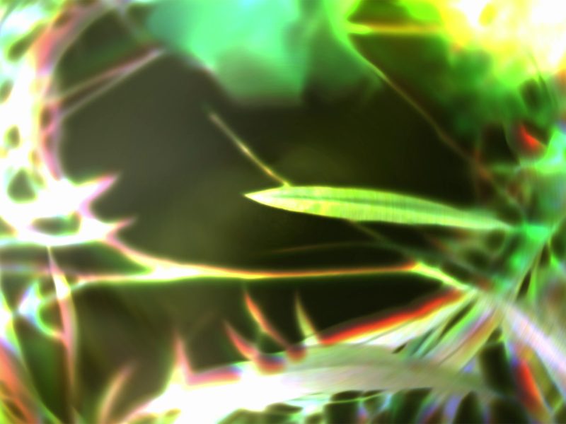 DHF2025-popratni-trendovi-Herbalia_Lora_Cukrov_2